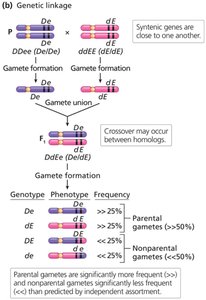 Genetic linkage and crossover