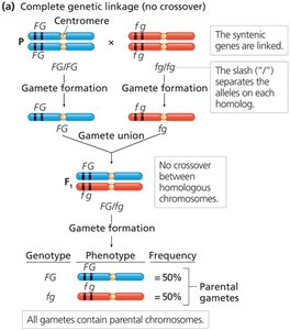 Complete genetic linkage (no crossover)