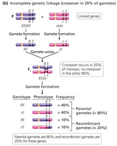 Incomplete genetic linkage (crossover in 20% of gametes)