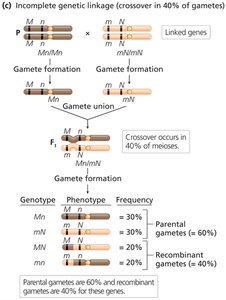 Incomplete genetic linkage (crossover in 40% of gametes)
