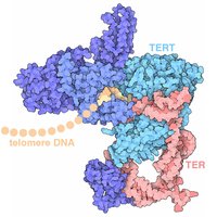 Structure of telomerase enzyme
