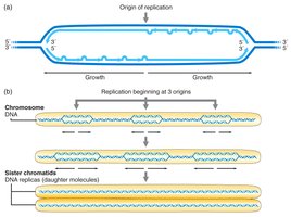 Diagram of the end-replication problem in DNA replication