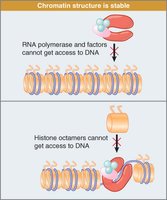 Nucleosome sliding and repositioning by chromatin remodeling complexes