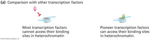 Pioneer transcription factors binding to nucleosomal DNA