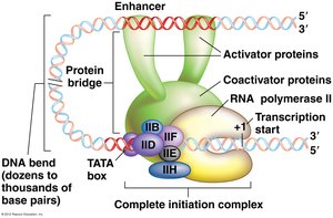 Transcription initiation complex with enhancer and activator proteins