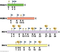 Sites of histone acetylation and methylation
