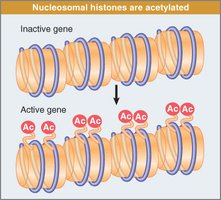 Histone acetylation and gene activation