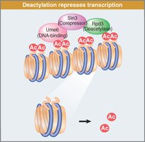 Histone deacetylation and gene repression