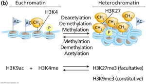 Histone modifications in euchromatin and heterochromatin