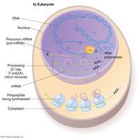 Eukaryotic cell showing transcription and translation compartments