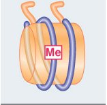 DNA methylation and gene repression
