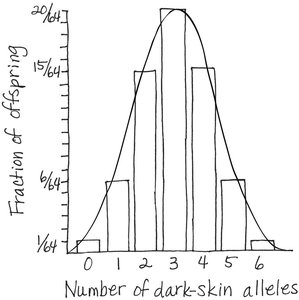 Distribution of skin color phenotypes in polygenic inheritance