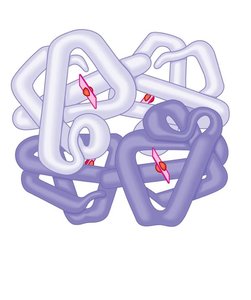 Quaternary structure of hemoglobin