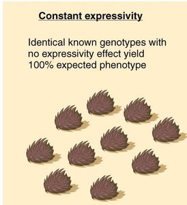 Constant expressivity illustration