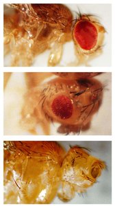 Drosophila with variable eye phenotypes
