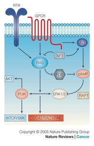 NF1 gene pathway diagram