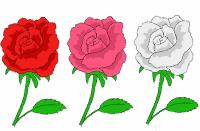 Red, pink, and white flowers illustrating incomplete dominance