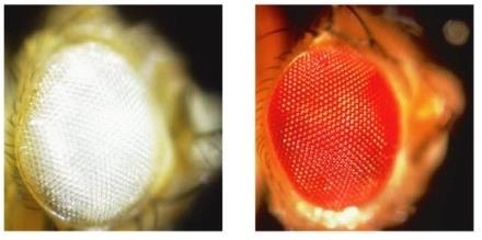 Reciprocal crosses in Drosophila for X-linked eye color