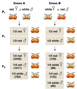 Red and white Drosophila eyes