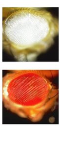 Punnett square for X-linked inheritance in Drosophila