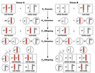 Pedigree showing X-linked inheritance in humans
