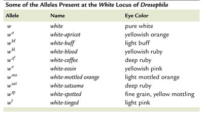 Table of alleles at the white locus in Drosophila and their eye color phenotypes