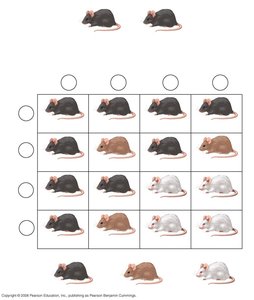 Punnett square for mouse coat color showing epistasis