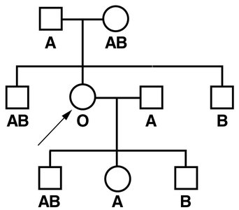 Pedigree and explanation of Bombay phenotype