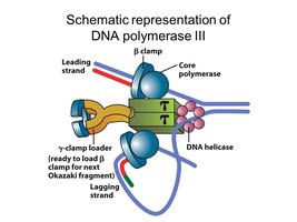Watson and Crick's statement on DNA replication mechanism