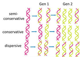 Summary of Meselson-Stahl experiment generations and DNA bands
