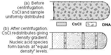 Meselson-Stahl experiment: DNA banding patterns after generations