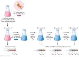 Table comparing DNA polymerase I and III properties