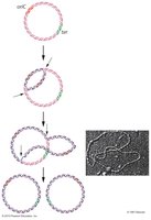 Bidirectional replication in circular DNA