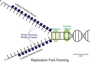 Replication fork with helicase, SSBPs, and topoisomerase