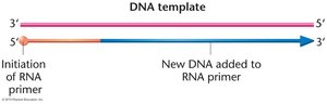 RNA primer initiation and DNA synthesis