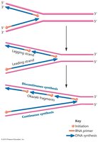 Leading and lagging strand synthesis diagram
