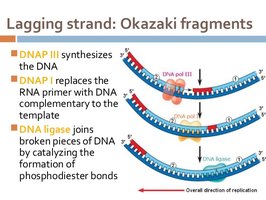 Okazaki fragments and the role of DNA pol I and ligase