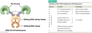 DNA pol III holoenzyme structure and subunits