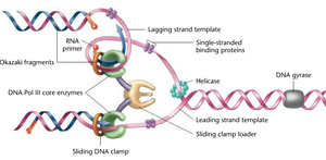 DNA pol III core enzyme and clamp loader