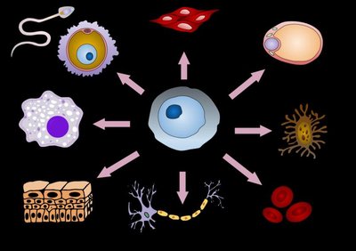 Overview of gene regulation in eukaryotes