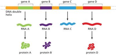 Comparison of gene regulation in bacteria and eukaryotes