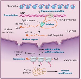 Chromatin structure and nucleosome organization
