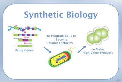 Synthetic biology: programming cells to become cellular factories
