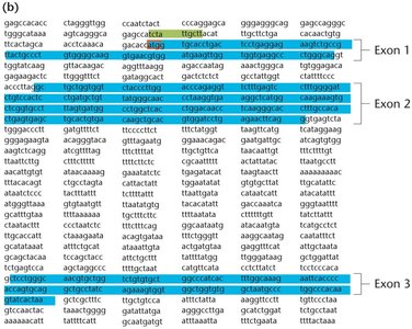 Exon-intron structure of a gene with highlighted exons