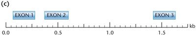Diagram showing exons and introns in a gene sequence