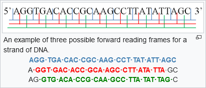 Three possible forward reading frames for a DNA strand