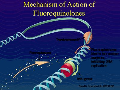 Mechanism of action of fluoroquinolones inhibiting DNA gyrase