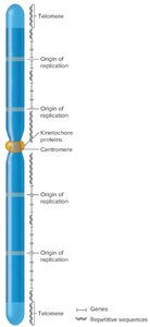 Diagram of a linear eukaryotic chromosome showing telomeres, centromere, origins of replication, and repetitive sequences