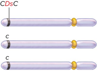 Diagram showing the effect of transposable elements on corn kernel color