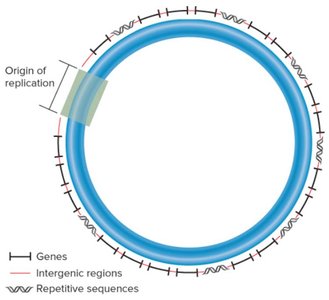 Diagram of a circular bacterial chromosome showing genes, intergenic regions, repetitive sequences, and the origin of replication
